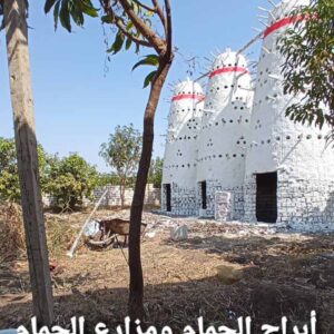 مشروع برج حمام فخار - تربية الحمام البلدي و الحمام اللاحم الفرنسي